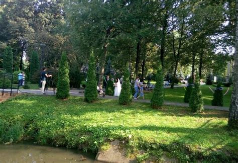 Туя Vs ШДМ | Пикабу