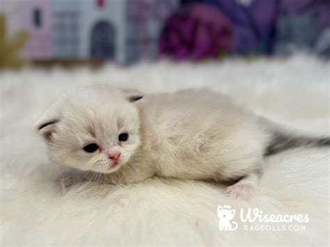 Blue Point Bicolor Ragdoll Kittens For Sale