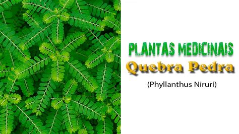 17 Plantas Medicinais QUEBRA PEDRA Phyllanthus Niruri Pimpinela