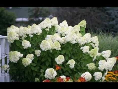 limelight hydrangea tree pruning video - Have A Substantial Biog ...