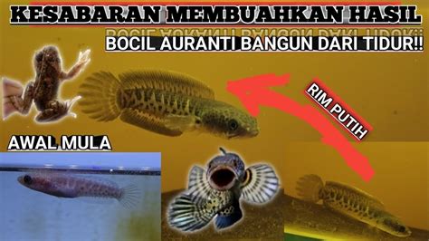 UPDATE TERBARU BOCIL CB AURANTI FLERING GACOR RIM PUTIH TEBAL DORSAL