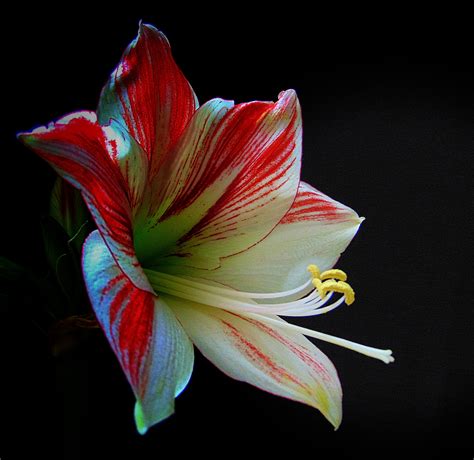 Fotos Gratis Naturaleza Flor Blanco Pétalo Florecer Rojo Otoño