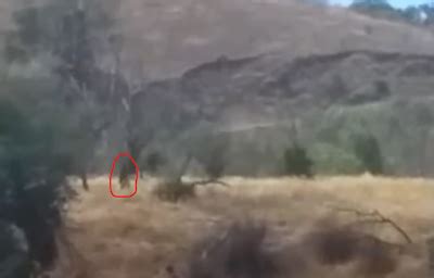 RMSO Bigfoot Kern County Sasquatch Captured On Video