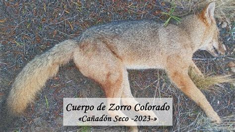 Zorro Colorado Lycalopex Culpaeus 2023 YouTube