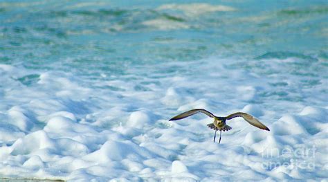 Pacific Golden Plover Flying Photograph By Craig Wood Pixels