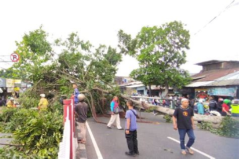 Pohon Mahoni Meter Tumbang Di Kramat Jati Jalan Raya Bogor Macet Parah