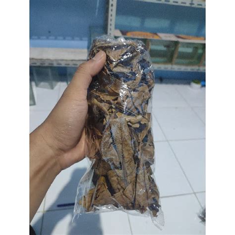 Jual Daun Ketapang Laut Olahan Untuk Ikan Cupang Hias Shopee Indonesia