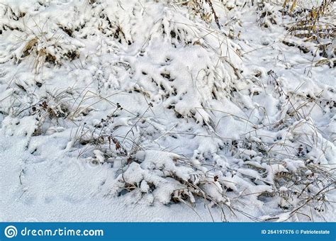 Erva Seca Amarela Coberta Cristais De Neve Gelada Fundo Gelado