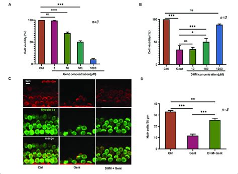 DHM Protects Against Gentamicin Induced Ototoxicity In HEI OC1 Cells