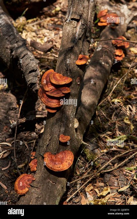 Pycnoporus Sanguineus Conocido Como Hongo De Plataforma En El Tronco