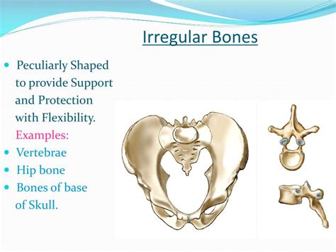 PPT - Bones PowerPoint Presentation, free download - ID:1442113