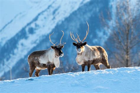 Alaska Wildlife Conservation Center | Portage | ALASKA.ORG