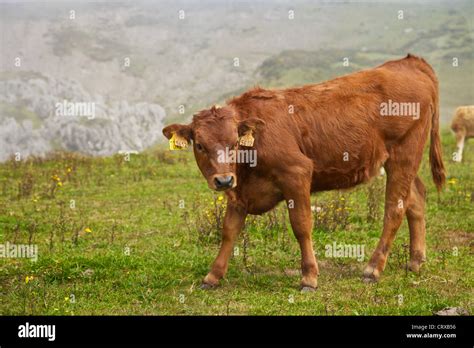 Asturias fauna hi-res stock photography and images - Alamy