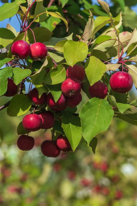 Pruning Fruit Trees In The Winter How To Get Your Trees In Great Shape