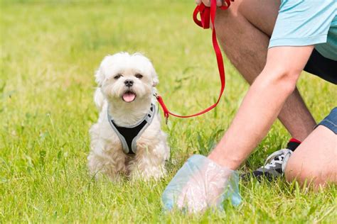 Green Dog Poop: Causes, Meaning & Treatments (With FAQs)