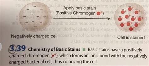 Lesson Simple And Differential Staining Flashcards Quizlet