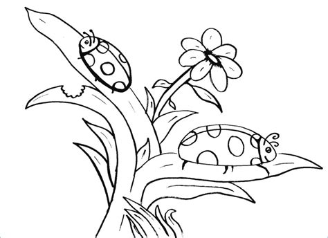 Firefly Coloring Page At Getcolorings Free Printable Colorings