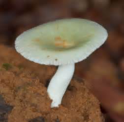 Russula Virescens Facesoffungi Number FoF 3145 Faces Of Fungi