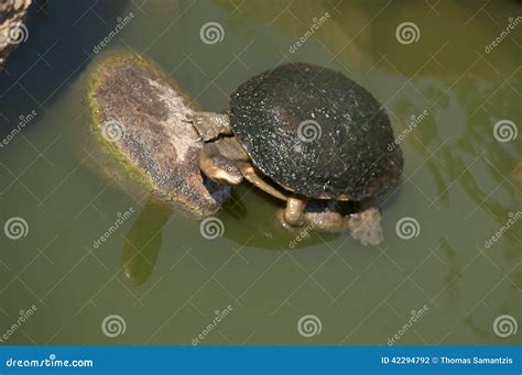 Eastern long-necked turtle stock photo. Image of turtle - 42294792