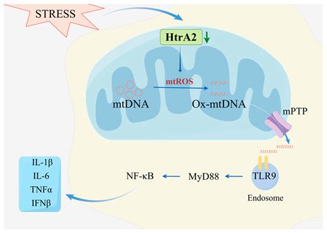 IJMS Free Full Text HTRA2 OMI Mediated Mitochondrial Quality