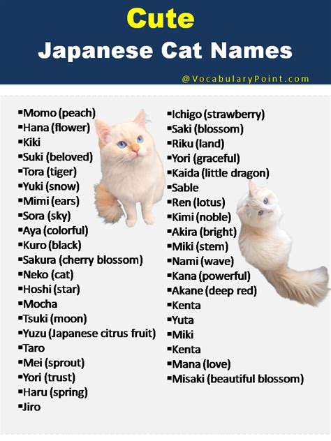 Japanese Cat Names (Funny, Cute and Kitten) - Vocabulary Point