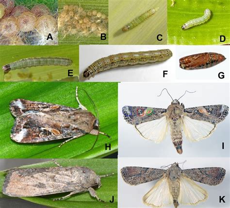 Spodoptera Frugiperda Como Realizar O Manejo Efetivo