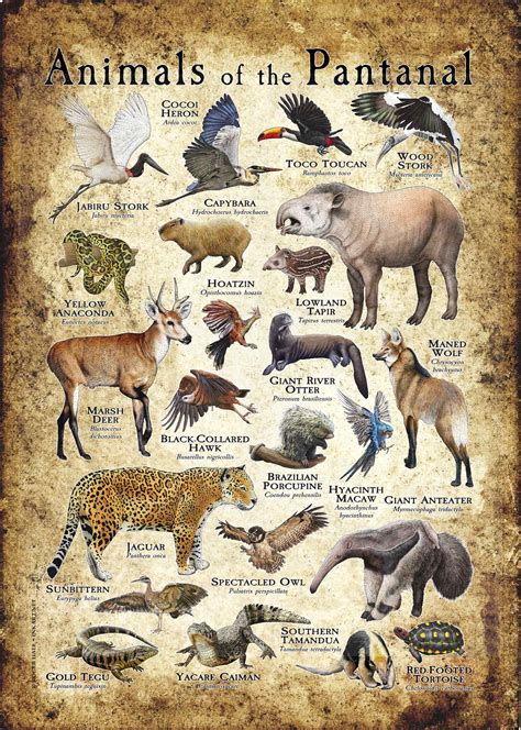 Animals of the Pantanal Poster Print