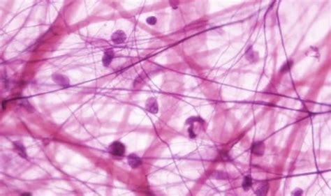 Function of areolar connective tissue