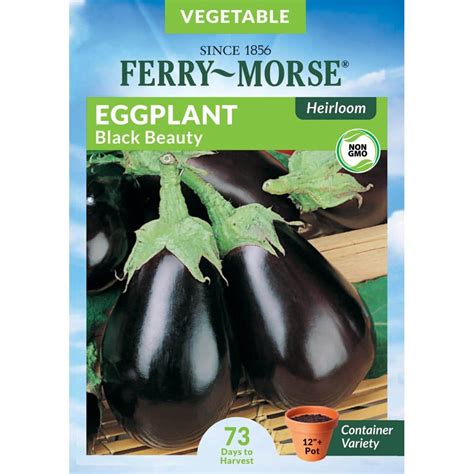 Ferry Morse Eggplant Black Beauty Seed 7311 The Home Depot