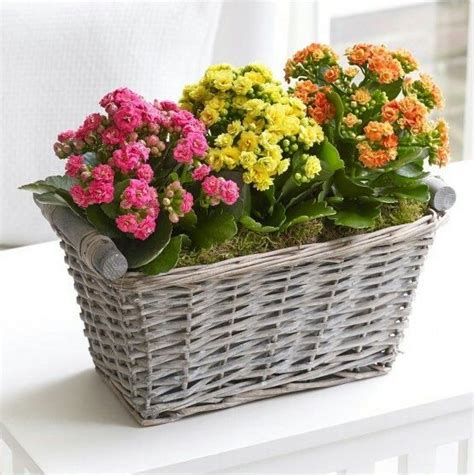 Things You Should Know About Taking Care Of Kalanchoe Plants Artofit