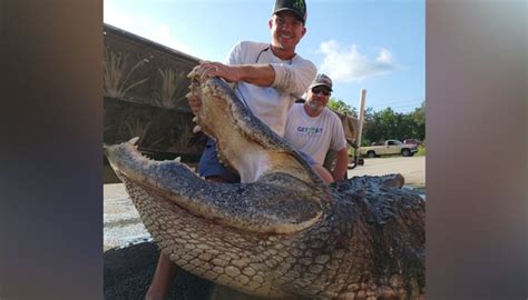 Hunters In Florida Catch Mighty Alligator Weighing Over 900 Pound