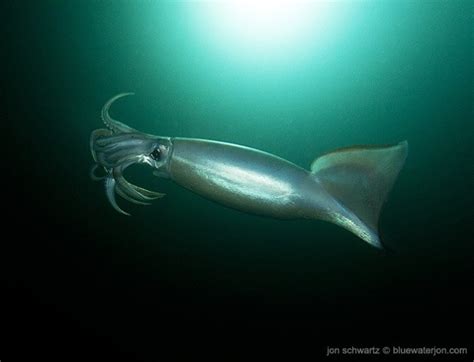 Squid invasion photographs reveal a surreal nighttime event - Pete ...