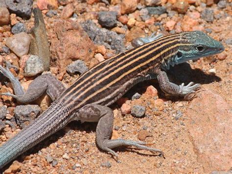 Whiptails Pajarito Environmental Education Center