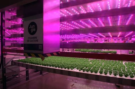 Vertical Farming Wachstumszweig Oder Pflanzerei Edition Zukunft Derstandardat › Edition