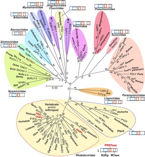 Frontiers Rna Synthesis And Capping By Non Segmented Negative Strand