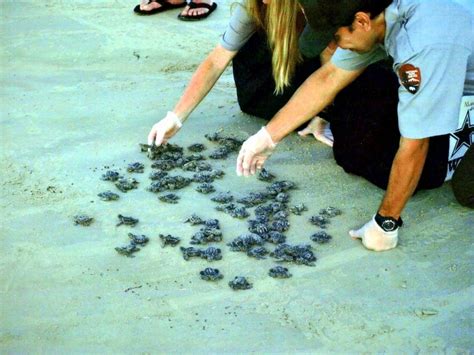 Kemp’s Ridley Sea Turtle – "OCEAN TREASURES" Memorial Library