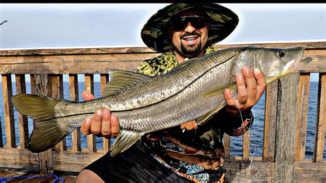 How To Catch Snook Off Florida Piers Tips And Rigs YouTube