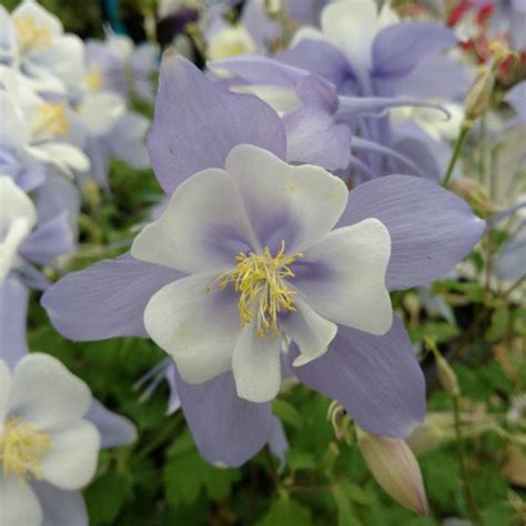 Aquilegia Bluebird Buy Columbine Perennials Online