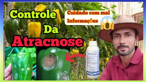 Controle E Preven O Da Atracnose Em Piment O Berinjela Jil E Outras