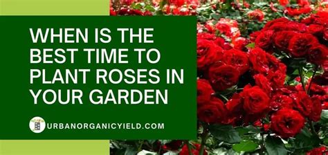 Growing Roses When To Plant Roses Urbanorganicyield