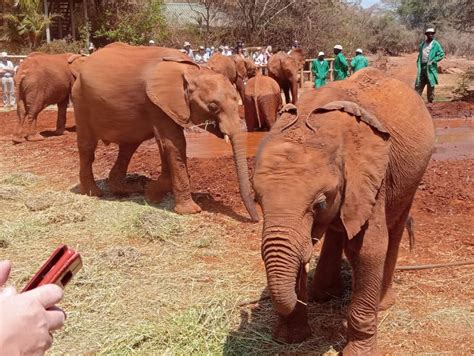 Nairobi National Park Elephant Orphanage Giraffe Center Getyourguide