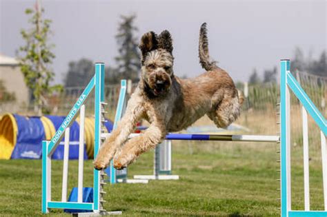 Agility Classes - BRIGHT AGILITY ACADEMY