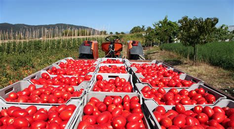 Importancia económica del tomate en México Revista InfoAgro México