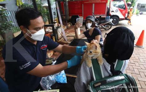 Cek Gejala Dan Penanganan Rabies Pada Manusia Dan Hewan Dari Kemenkes