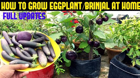 How To Grow Eggplant Brinjal In Containers Seed To Harvest Happily Natural