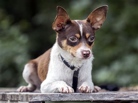 20+ Chihuahua Mixes: Meet the Cutest Mixed Breeds