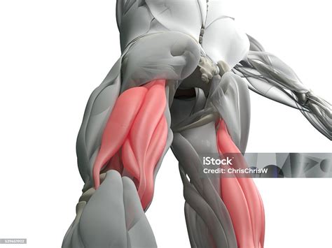 kelompok otot hamstring sistem otot anatomi manusia ilustrasi  foto
