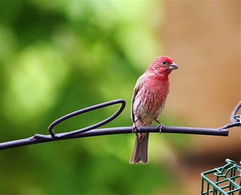 House Finch Free Photo Download | FreeImages