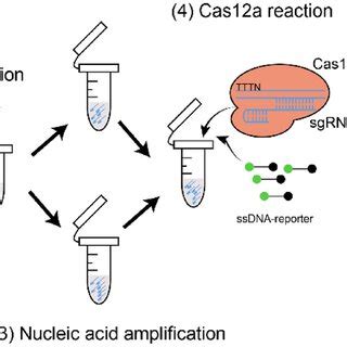 Determination Of Pig Sex By Using CRISPR Cas A Based LAMP