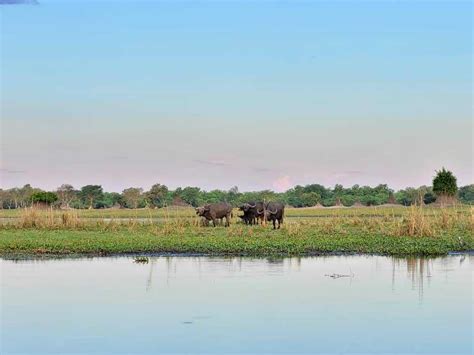 Malawi Wildlife Research | Programmes | The Mighty Roar